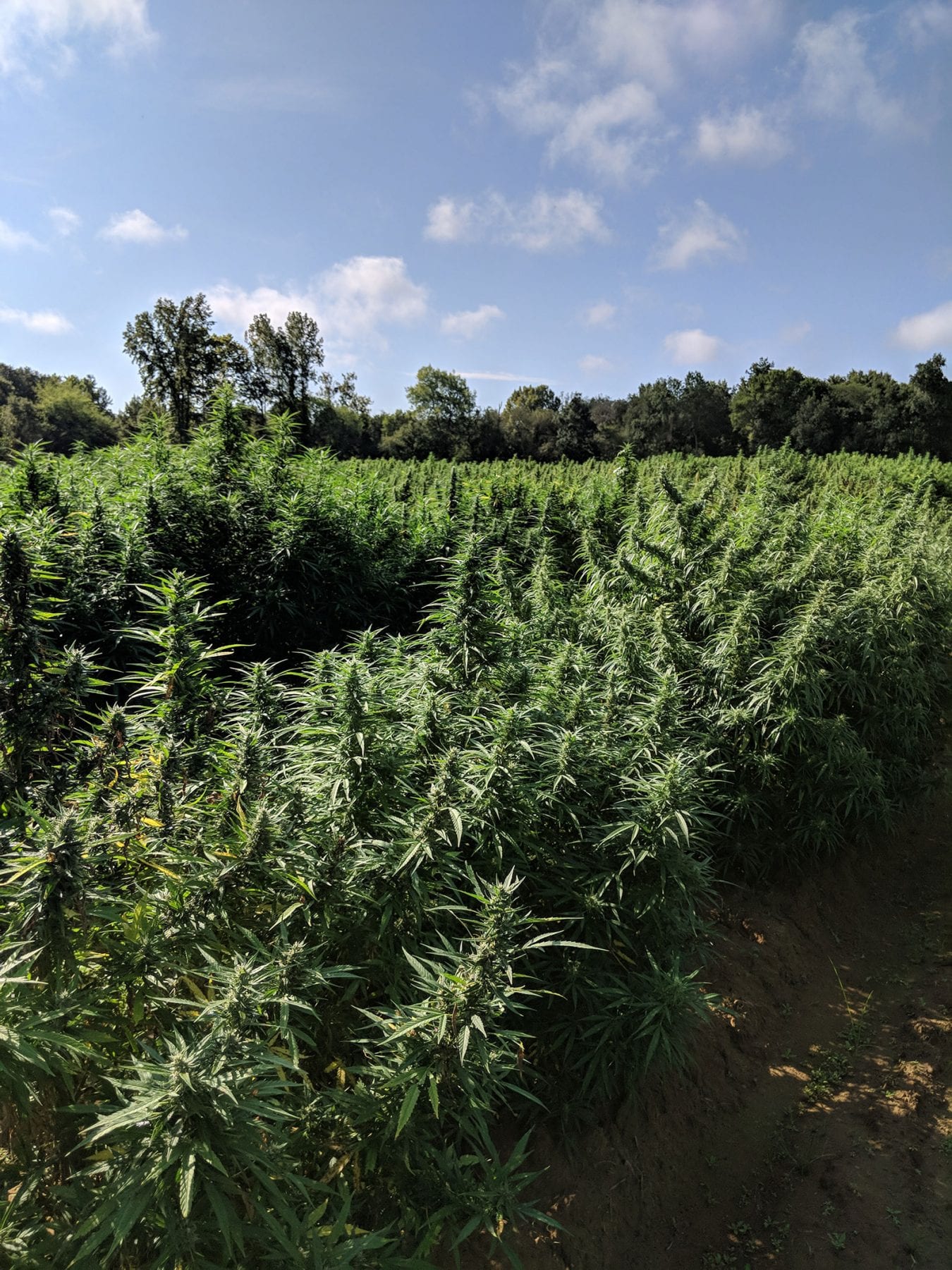 Granville Equipment Hemp Equipment for sale